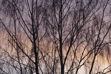 Autumn. November. Birch against the evening sky. The colors of the sunset.