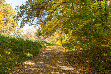 Fototapeta na wymiar Path or road in autumn park.
