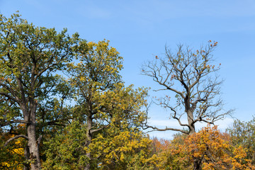 Living trees and a dry tree in autumn park