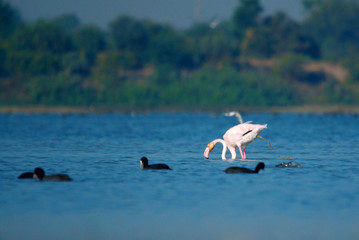 flamingo throwing poop in water