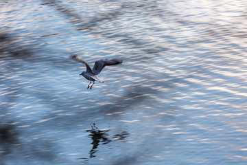 Seagull in fly