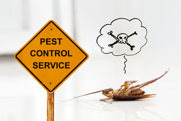 Dead cockroach on floor with caution sign pest control service