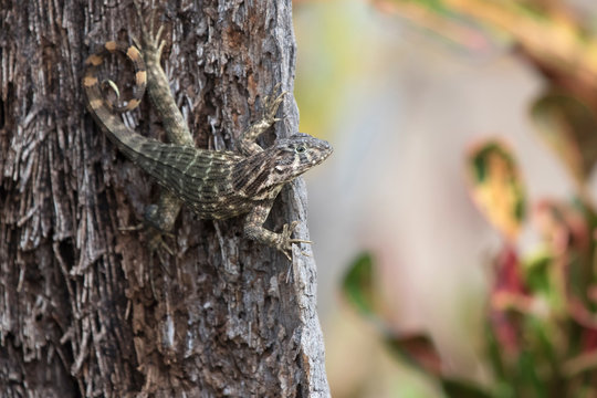 northern curly-tailed lizard that hangs on a tree trunk and looks ahead on a bright sunny day