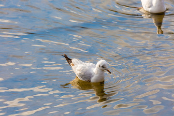 Seagull in water