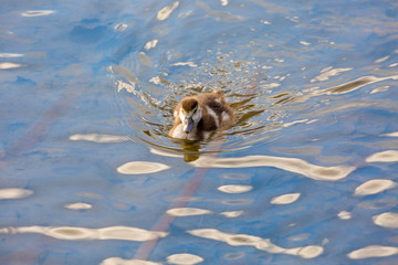 Young bird swimming