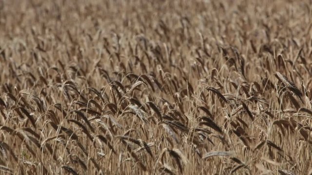 mandril monkey in zoo