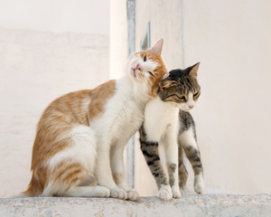 Two cats rubbing their heads against each other, Aegean island, Greece, Europe