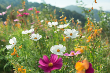 Beautiful flowers with sky as the background at Mon Jam,Chiang Mai,Thailand.