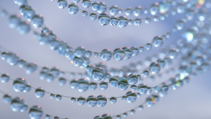 dew drops on the web