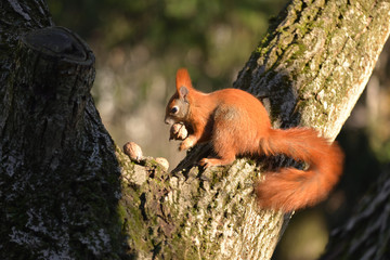 Red Squirrel (Sciulus Vulgaris) Looking for Food. © Wojciech Popiolek