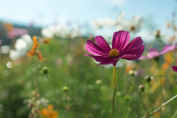 Beautiful flowers with sky as the background at Mon Jam,Chiang Mai,Thailand.
