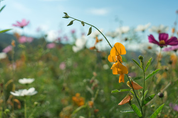 Beautiful flowers with sky as the background at Mon Jam,Chiang Mai,Thailand.
