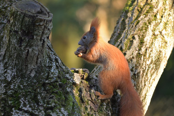 Red Squirrel (Sciulus Vulgaris) Looking for Food. © Wojciech Popiolek