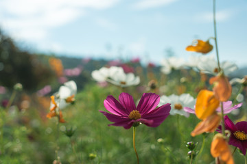 Beautiful flowers with sky as the background at Mon Jam,Chiang Mai,Thailand.