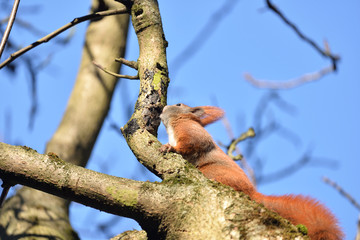 Red Squirrel (Sciulus Vulgaris) Looking for Food. © Wojciech Popiolek