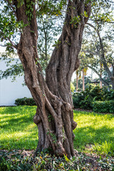Twisted Tree Trunk