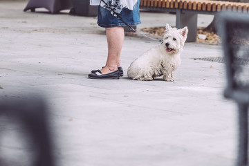 Petit chien scottish blanc