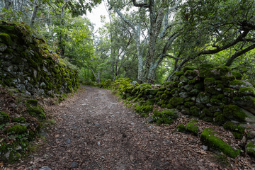 path in the green forest. Chestnut forest of Montanchez, Caceres, Extremadura, Spain