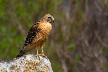 red-shouldered hawk