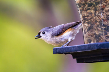Tufted Titmouse on bird feeder