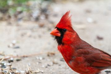 Northern Cardinal