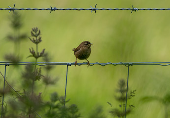 Wren