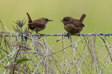 Wrens