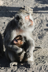 Female monkey holds her baby monkey in the arms and warm her face at morning sun