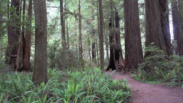 Redwood National Park Jedidiah Smith Forest