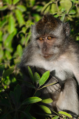 Monkey with orange eyes sitting in the middle of the green bushes