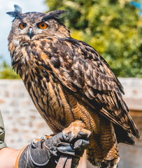 Beautiful eagle owl portrait