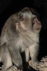 Portrait of monkey male sitting on the stone surface and isolated on black background