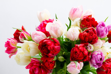 Fresh tulips flowers isolated on white background