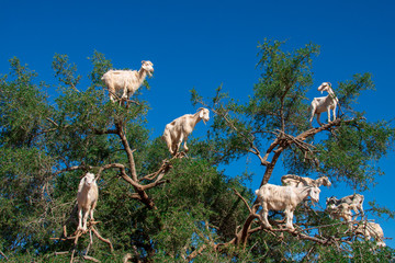 goats on the tree