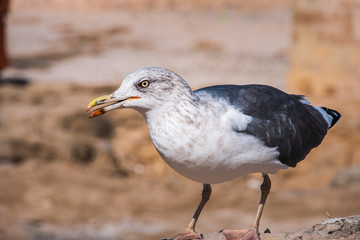 Obraz premium a seagull at the coast