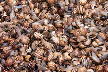 snails snails snails