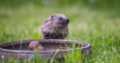 Naklejka na ściany i meble Hedgehog at a water bowl