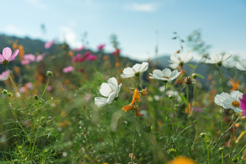 Beautiful flowers with sky as the background at Mon Jam,Chiang Mai,Thailand.