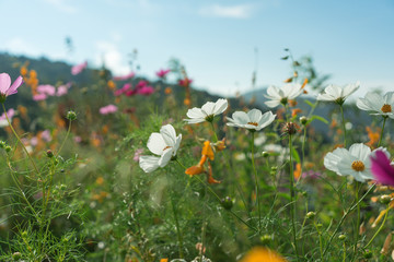 Beautiful flowers with sky as the background at Mon Jam,Chiang Mai,Thailand.