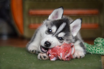 Siberian husky dog puppy eating a meat bone natural feeding BARF