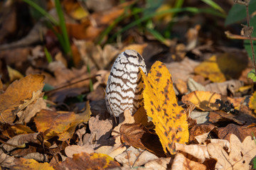 Magpie Inkcap Emerging in Autumn