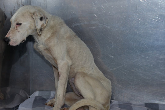 Dog with cachexia at the veterinary clinic