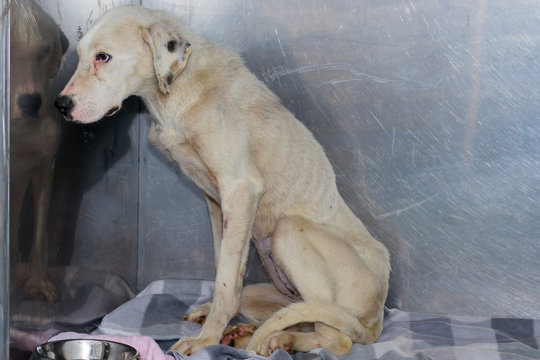 Dog with cachexia at the veterinary clinic