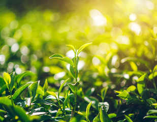 Green Tea and Fresh Leaf Tea The sun shines.