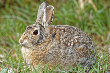 Wild Rabbit