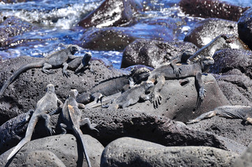 Marine Iguana on a rock