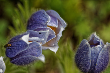 Mountain Flowers