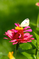 butterfly on flower
