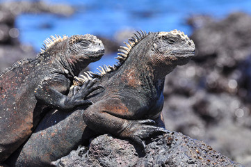 Marine Iguana on a rock