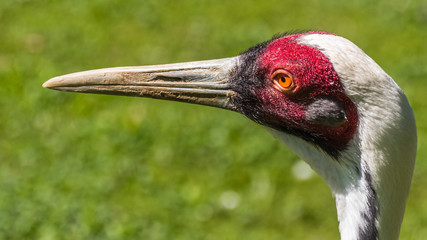 Beautiful crane portrait